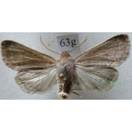 Dioszeghyana schmidtii (Diöszeghy, 1935) male Slovakia63g